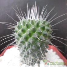 A photo of Mammillaria spinosissima fma. unpico
