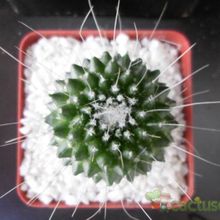 A photo of Mammillaria spinosissima fma. unpico