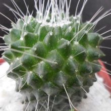 A photo of Mammillaria spinosissima fma. unpico