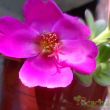 A photo of Portulaca umbraticola