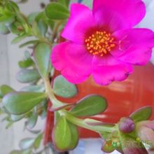 A photo of Portulaca umbraticola