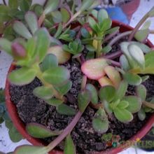 A photo of Portulaca umbraticola