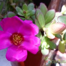 A photo of Portulaca umbraticola