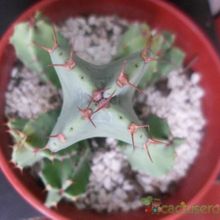 Una foto de Euphorbia resinifera