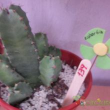 Una foto de Euphorbia resinifera