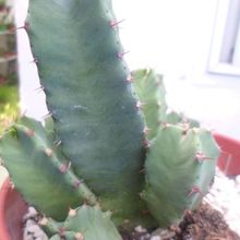 Una foto de Euphorbia resinifera
