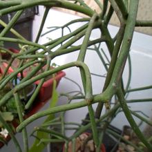 A photo of Euphorbia tirucalli
