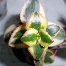 Una foto de Crassula sarmentosa fma. variegada