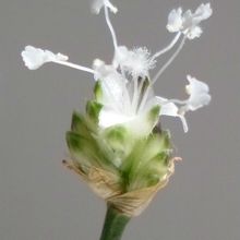 A photo of Callisia fragrans  