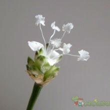 A photo of Callisia fragrans  
