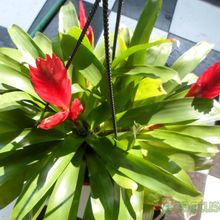 A photo of Vriesea carinata  