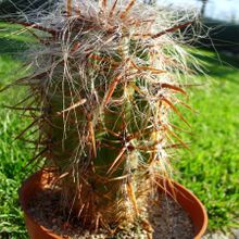 A photo of Oreocereus celsianus