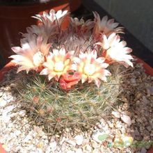 A photo of Mammillaria bocasana ssp eschauzieri
