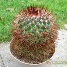 A photo of Mammillaria spinosissima cv. Super Red