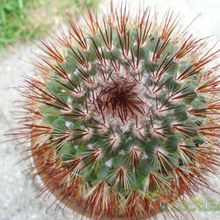 A photo of Mammillaria spinosissima cv. Super Red