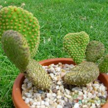Una foto de Opuntia microdasys fma. crestada