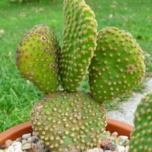 Una foto de Opuntia microdasys fma. crestada