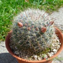A photo of Mammillaria bocasana ssp eschauzieri