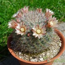 A photo of Mammillaria bocasana ssp eschauzieri