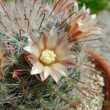 A photo of Mammillaria bocasana ssp eschauzieri