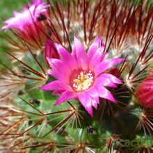 A photo of Mammillaria spinosissima cv. Super Red