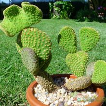 Una foto de Opuntia microdasys fma. crestada