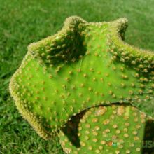 Una foto de Opuntia microdasys fma. crestada