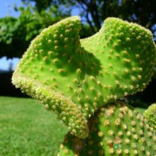 Una foto de Opuntia microdasys fma. crestada
