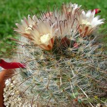 A photo of Mammillaria bocasana ssp eschauzieri