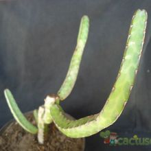 A photo of Euphorbia heterochroma