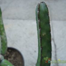 A photo of Euphorbia heterochroma