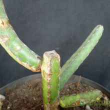 A photo of Euphorbia heterochroma