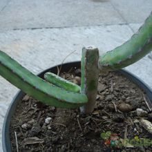 A photo of Euphorbia heterochroma