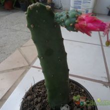 A photo of Opuntia nuda