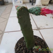 A photo of Opuntia nuda