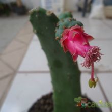 A photo of Opuntia nuda