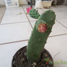A photo of Opuntia nuda
