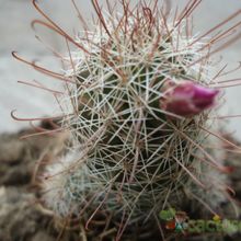 A photo of Mammillaria mazatlanensis