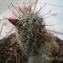 A photo of Mammillaria mazatlanensis
