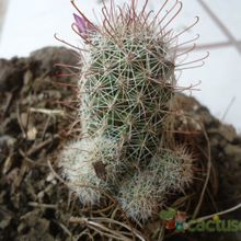 A photo of Mammillaria mazatlanensis
