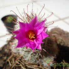 A photo of Mammillaria mazatlanensis