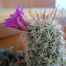 A photo of Mammillaria mazatlanensis