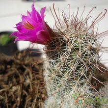 A photo of Mammillaria mazatlanensis