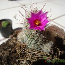 A photo of Mammillaria mazatlanensis