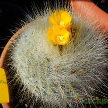 A photo of Parodia chrysacanthion
