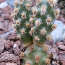 A photo of Tephrocactus molinensis