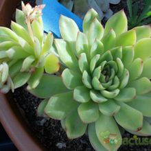 A photo of Echeveria pulidonis