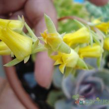 A photo of Echeveria pulidonis