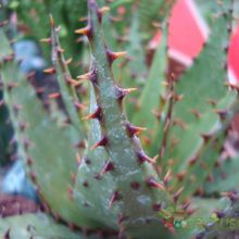 A photo of Aloe broomii