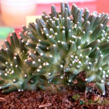 A photo of Mammillaria crinita ssp crinita fma. monstruosa